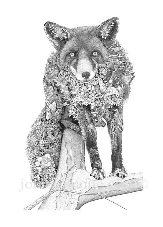 Fox - Jon Tremaine - Open Edition Print