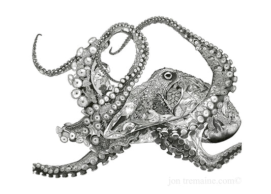 Octopus - Open Edition Mounted Print