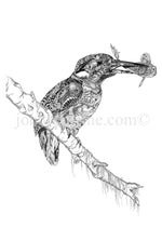 The Kingfisher - Open Edition Print