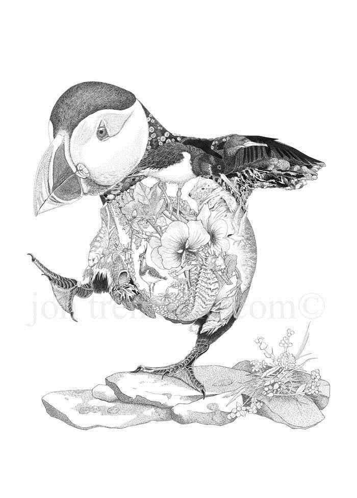 Frasers Birding Blog Puffin drawing