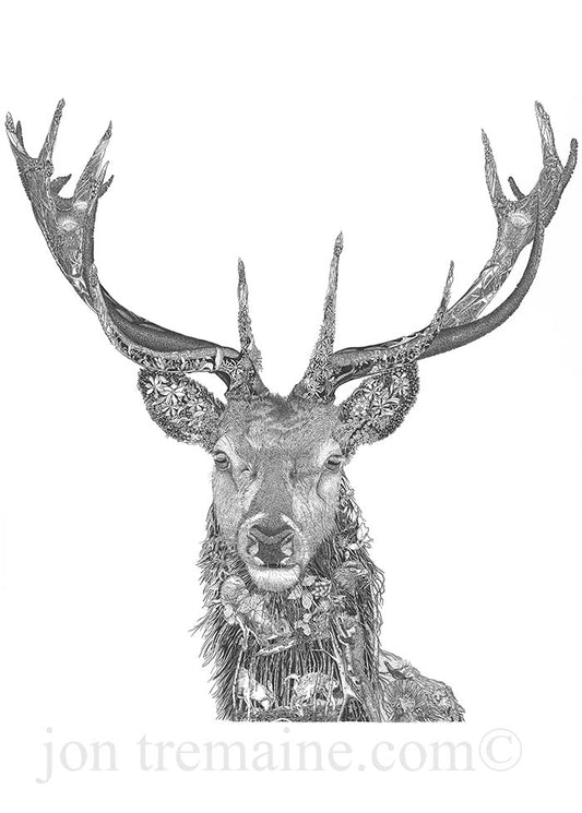 Red Deer Stag - Open Edition Print