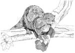 Otter - canvas print